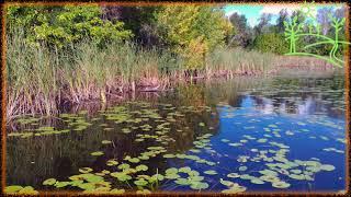 Пение птиц в камышах Звуки природы для души