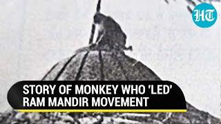 'Divine' Monkey's Image From Ram Mandir Movement Viral; Iconic Tale Resurfaces