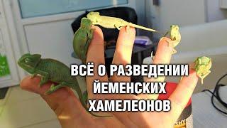 Хамелеон Йеменский — Разведение и Малыши