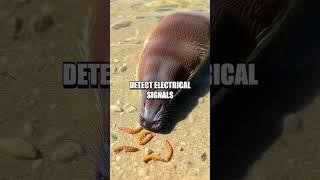 The Incredible World of Platypuses