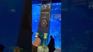 Dubai Aquarium ️ #shorts #dubailife #dubaiaquarium #ytshorts #viral #dubai #fyp #trending