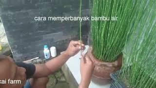 perbanyak bambu air 5 menit jadi