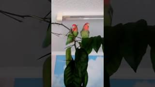 Попугаи неразлучники. Долгожданная свобода от клетки)))