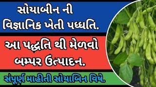 સોયાબીનની વૈજ્ઞાનિક ખેતી ની સંપૂર્ણ માહીતી | Soyabin ni Kheti | soyabean