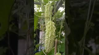 Healthy vegetables hanging on tree  #vegetablelovers#greens