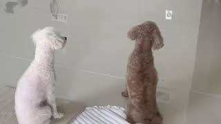 우드와 루이의 방석+기다려 교육