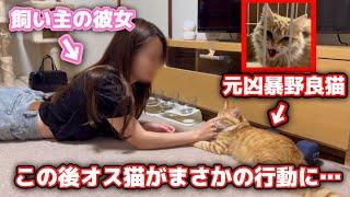 保護した子猫と彼女を会わせてみたらとんでもない事になりました…