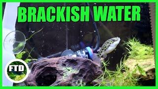 How to Make Brackish Water! Green Spotted Puffer Tank!