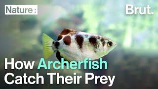 How Archerfish Catch Their Prey