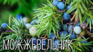 Juniper: Northern cypress | Interesting facts about juniper