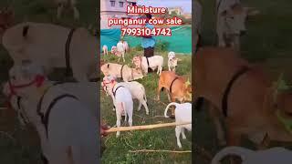 Minitur punganur cows for sale 7993104742 my WhatsApp number