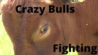 Crazy Bulls Fighting for Dominance (RAW FOOTAGE)