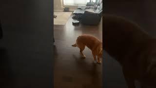 Ellie vs. Roomba part two #goldenretriever #roomba #doglover