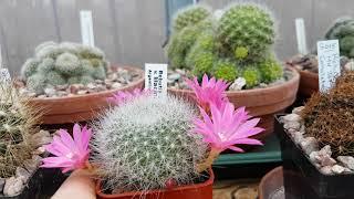 Rebutia senilis lilacina - rosea in bloom