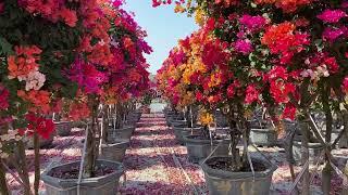 multi color bougainvillea glabra bonsai , -wonderful cheerful color view.