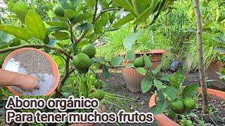 abono Orgánico para hacer florecer y dar frutos cualquier ÁRBOL