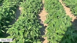 Benefits of Tendovo® Herbicide for Early Season Soybean Growth