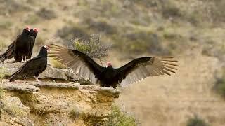 Birding Puerto Madryn - Birding Tours in Puerto Madryn, Chubut, Patagonia Argentina