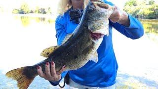 Monster Bass caught from shore #bassfishing #floridabass #floridabassfishing #fishing #girlsfishtoo