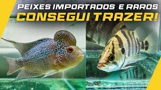 CONSEGUI TRAZER PEIXES IMPORTADOS MUITO DIFÍCEIS DE CONSEGUIR AQUI NA LOJA!