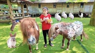 Kasih Makan Kuda Poni, Kelinci, Alpaka dan Naik Kuda - Mengenal Binatang