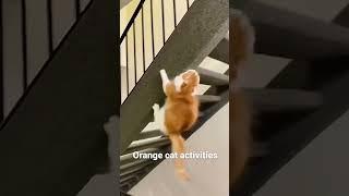 funny cat#cat#cats#catlover #catshorts #funnycats#youtubeshorts #funnyvideo #music#moneycat#my