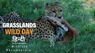 Grasslands, Wild Day - हिन्दी डॉक्यूमेंट्री | Wildlife documentary in Hindi