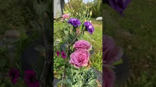 #осень #эустома #садогороддача #flowers