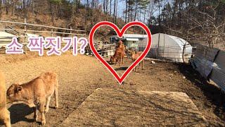 The Love of Korea Cow