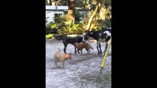 Donkey playing with the dogs