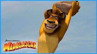 Silly Alex | Best of Alex | DreamWorks Madagascar