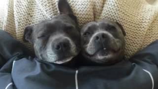 Staffymentary - Staffies/Bully Breeds Vicious or Not ?