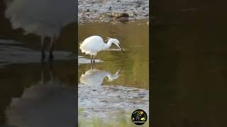 Little or Great Egret Bird | Norfolk | Adventure | #shorts #subscribe #janetoutdoorsshorts