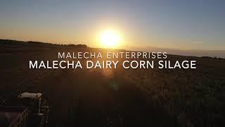 Malecha Dairy Corn Silage 2021