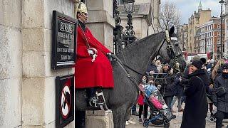 "Enchanting Equine Elegance: A Smoky Grey Horse Captivates Curious Tourists"