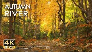 4K HDR Autumn River Sounds & Falling Leaves - Babbling Stream & Fall Forest Colors - Relax/ Sleep