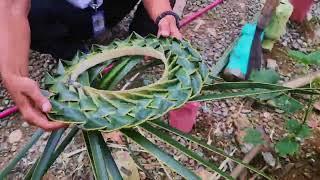 Toturial how to make hat made in coconut leaves