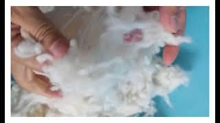 Carbonized wool for yarn spinning