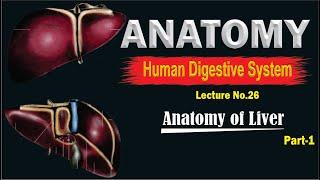 ANATOMY OF LIVER | LOCATION, SURFACES, RELATIONS, SIZE, FUNCTIONS | PART-1 | TOP LESSON4U