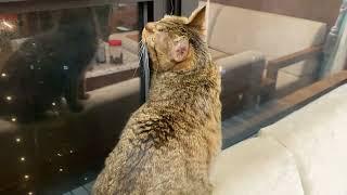 虎斑貓爬窗，虎斑貓變成蜘蛛俠？Why does a tabby cat climb a window and become Spider-Man?ぶち猫が窓を登ってスパイダーマンになるのはなぜですか？