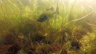 Largemouth Bass Lurking in Lily Pads