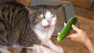 Cats VS. Cucumbers Compilation - Cats Scared of Cucumbers || PETASTIC 