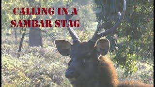 Calling in a Sambar stag