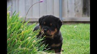 Rottweiler puppy playtime