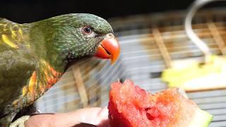 Indie The Lorikeet in the Outdoor Aviary (The Pheasantasiam)