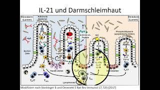 Teil 19: Defekte bei IL 21 und seinem Rezeptor