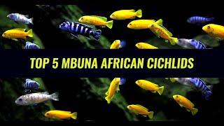 Top 5  Favorite Mbuna African Cichlids