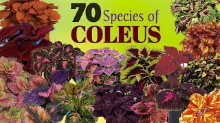 70 Rare Varieties of Coleus Plant with Names | Mayana Plant varieties | Plant and Planting