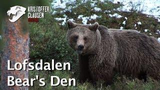 Lofsdalen Bear's Den. Bears filmed in Sweden by Kristoffer Clausen