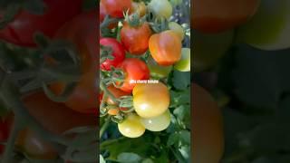 #tomatoes  #harvest